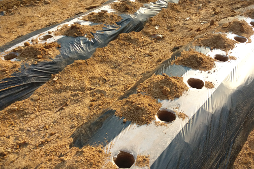 감자심기-씨감자-심는방법