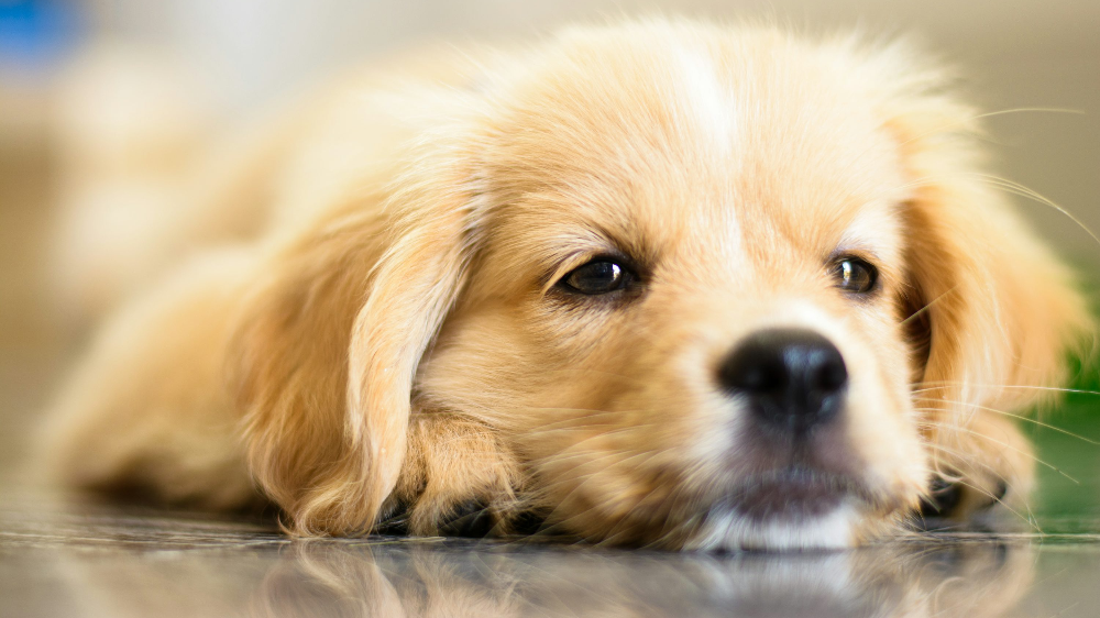 노령견의 안검종양 관리와 치료에 대하여