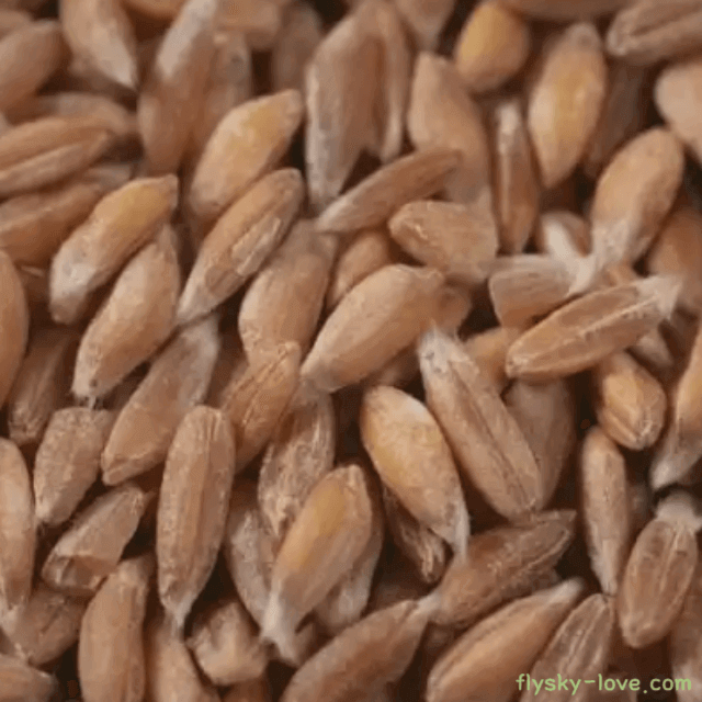 착한 탄수화물 파로(FARRO) 엠머밀 특징