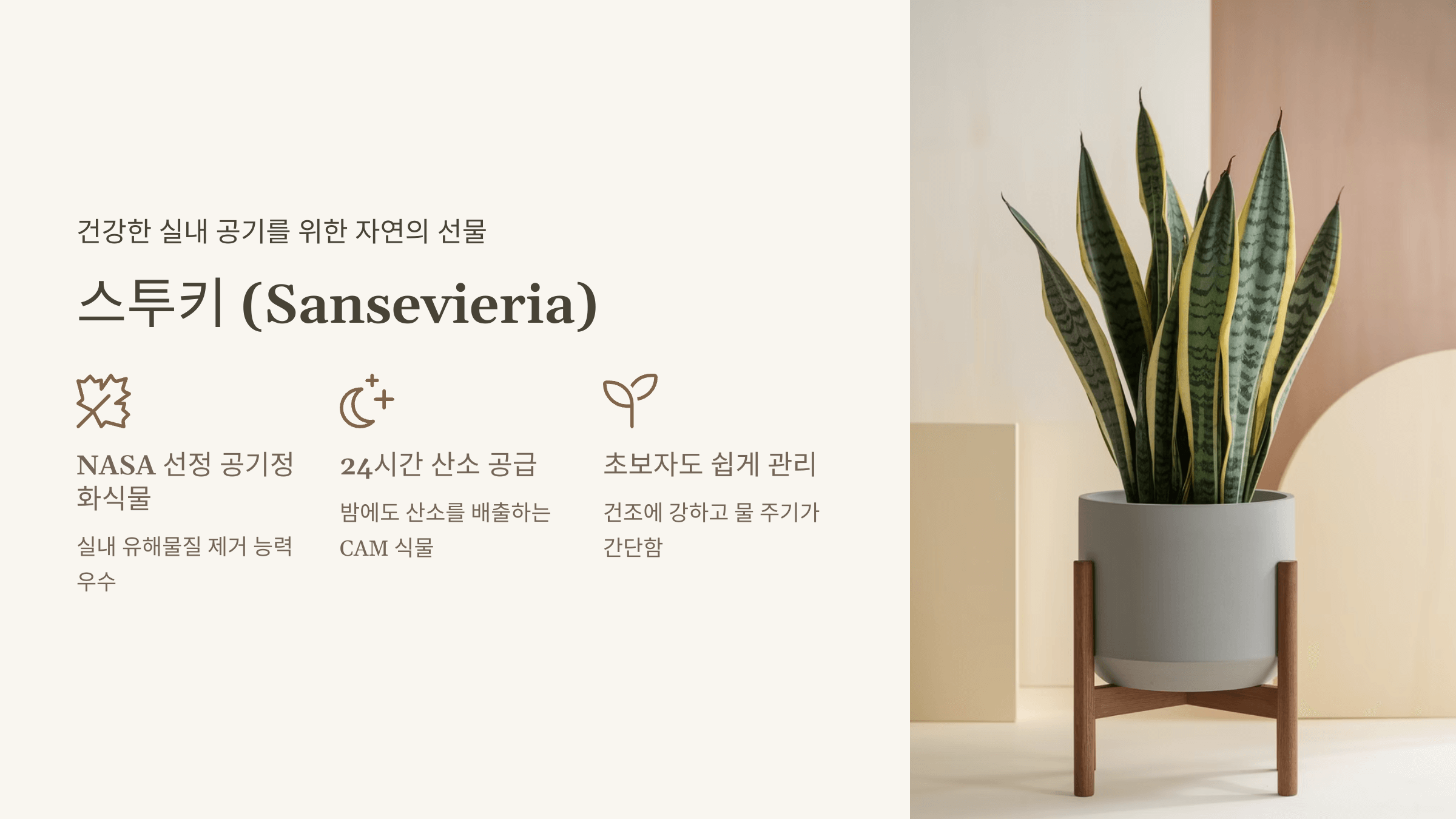 스투키 (Sansevieria)