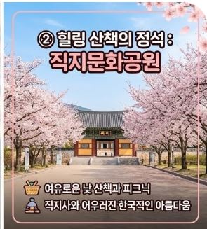 김천 벚꽃
