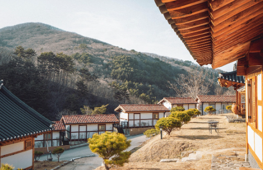 마을 어귀 느티나무의 문화사 – 공동체를 품은 나무