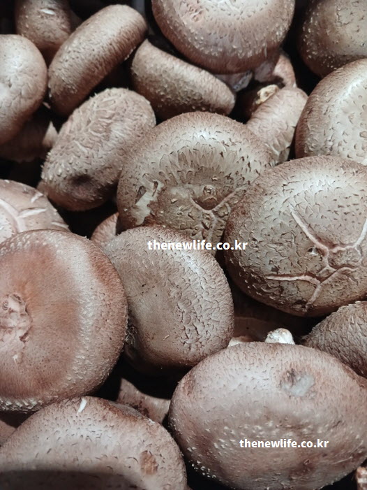 베타글루칸 레티난 성분으로 암세포 억제하는 표고버섯 효능