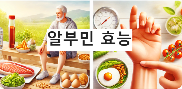 알부민, 정말 중요할까? 우리가 몰랐던 단백질의 진실