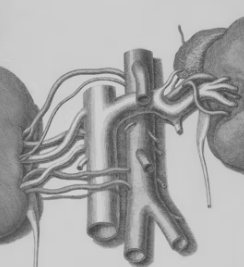 신장이 안좋으면 나타나는 증상