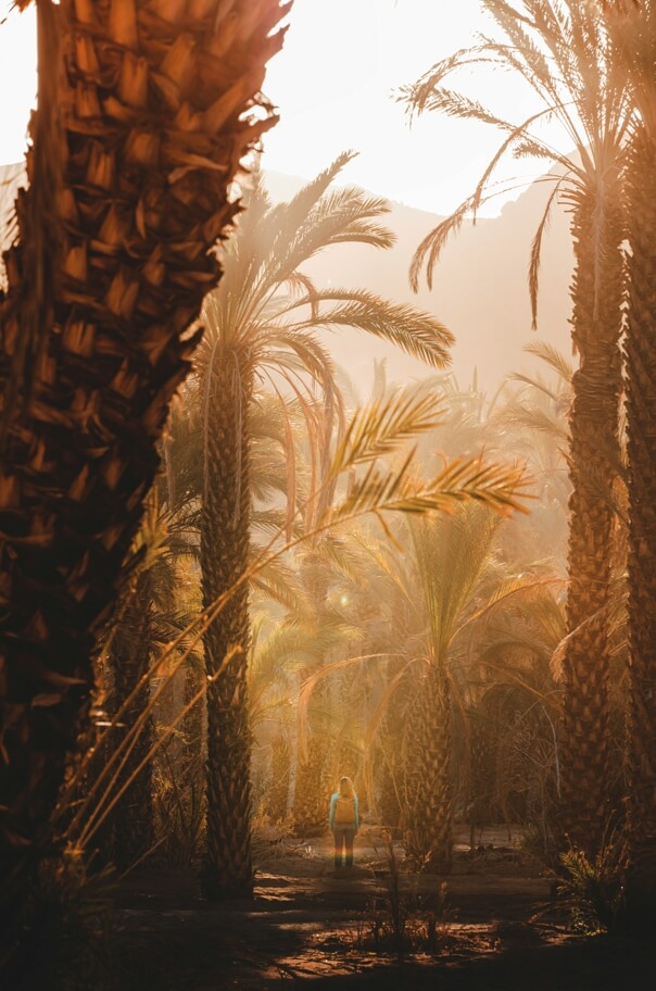 사우디아라비아 샤르마 사진