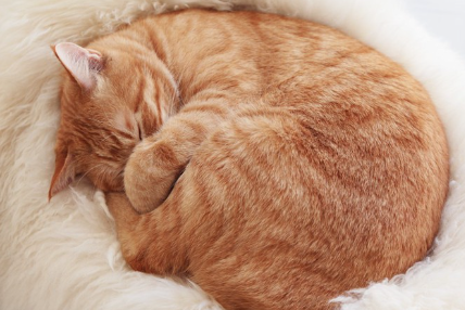 웅크리고 자고 있는 고양이.