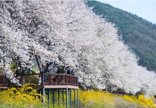 임실 벚꽃