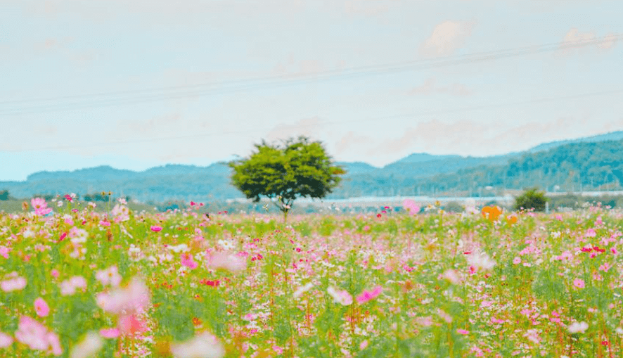 넓은 들판 코스코스 밭