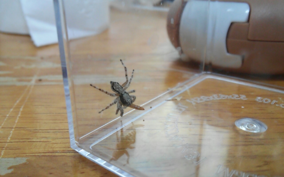 점프하는 애완 거미, 점프링 스파이더 키우는 법