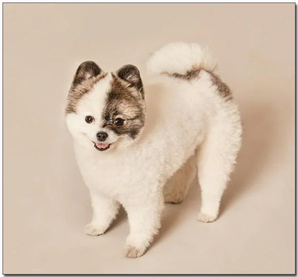 곰돌이 포메라니안