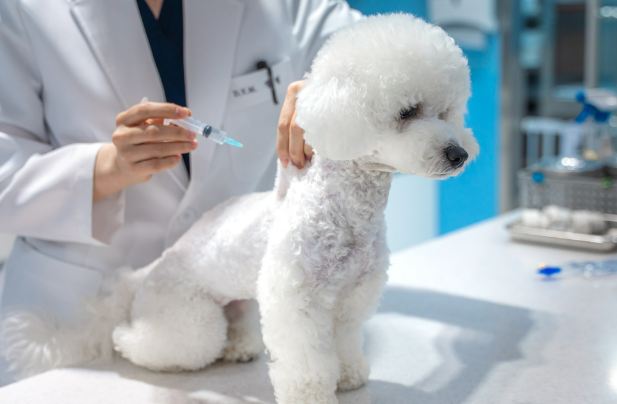 서울 반려인이라면 꼭 알아야 할 제도! &lsquo;우리동네 동물병원&rsquo;으로 최대 20만 원 지원받는 방법