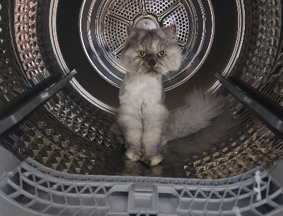 고냥이 집안 안전사고 예방 전선·창문·식물·생활용품 점검하기 방법 총정리