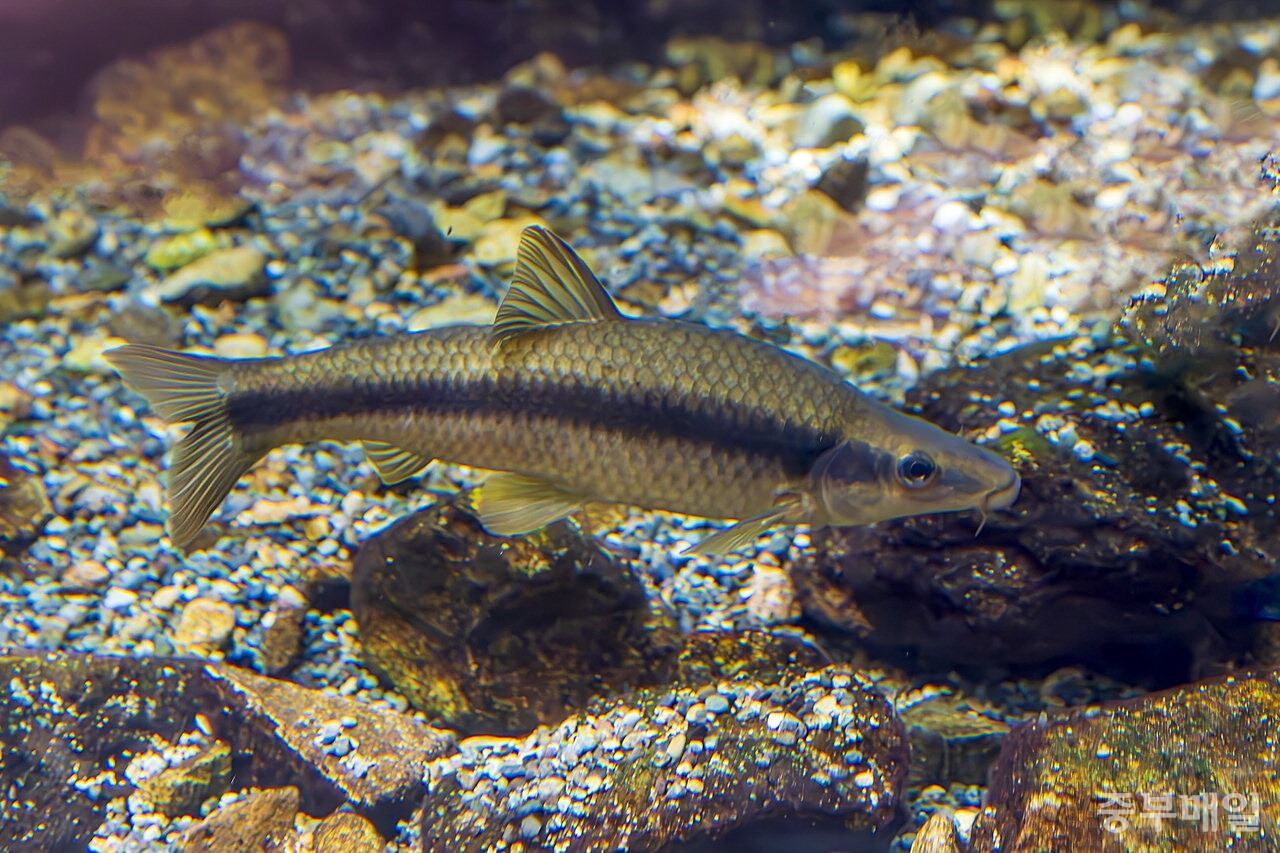 멸종위기 야생동물 감돌고기|한강에서 사라지는 민물고기의 경고