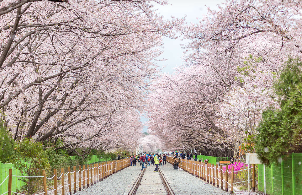 벚꽃