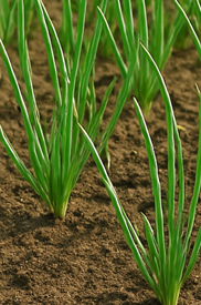 파김치 맛있게 담그는법