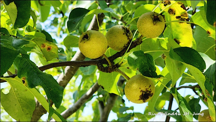 돌배나무(Pyrus ussuriensis)와 돌배 효능