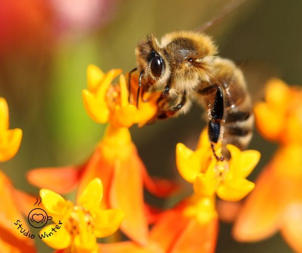 프로폴리스 효능