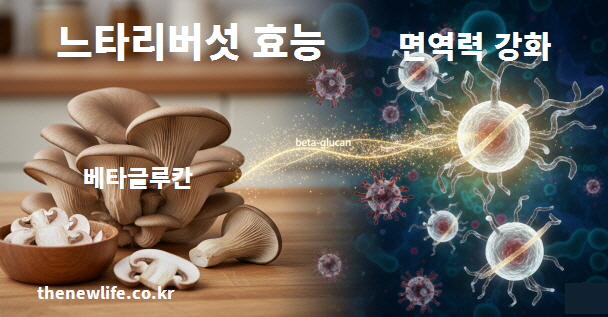 느타리버섯의 베타글루칸 성분이 면역 세포를 활성화하여 체내 방어력을 높이는 효능을 설명하는 이미지