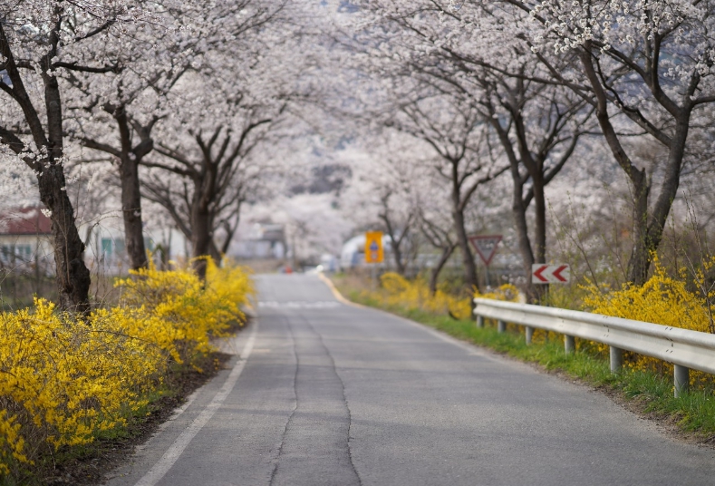 영암 벚꽃길