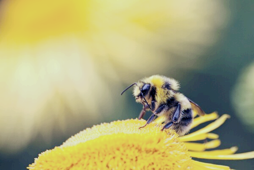 프로폴리스 효능