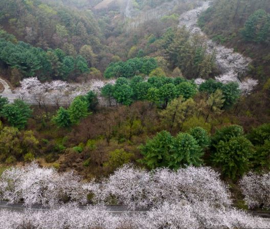 춘천 벚꽃