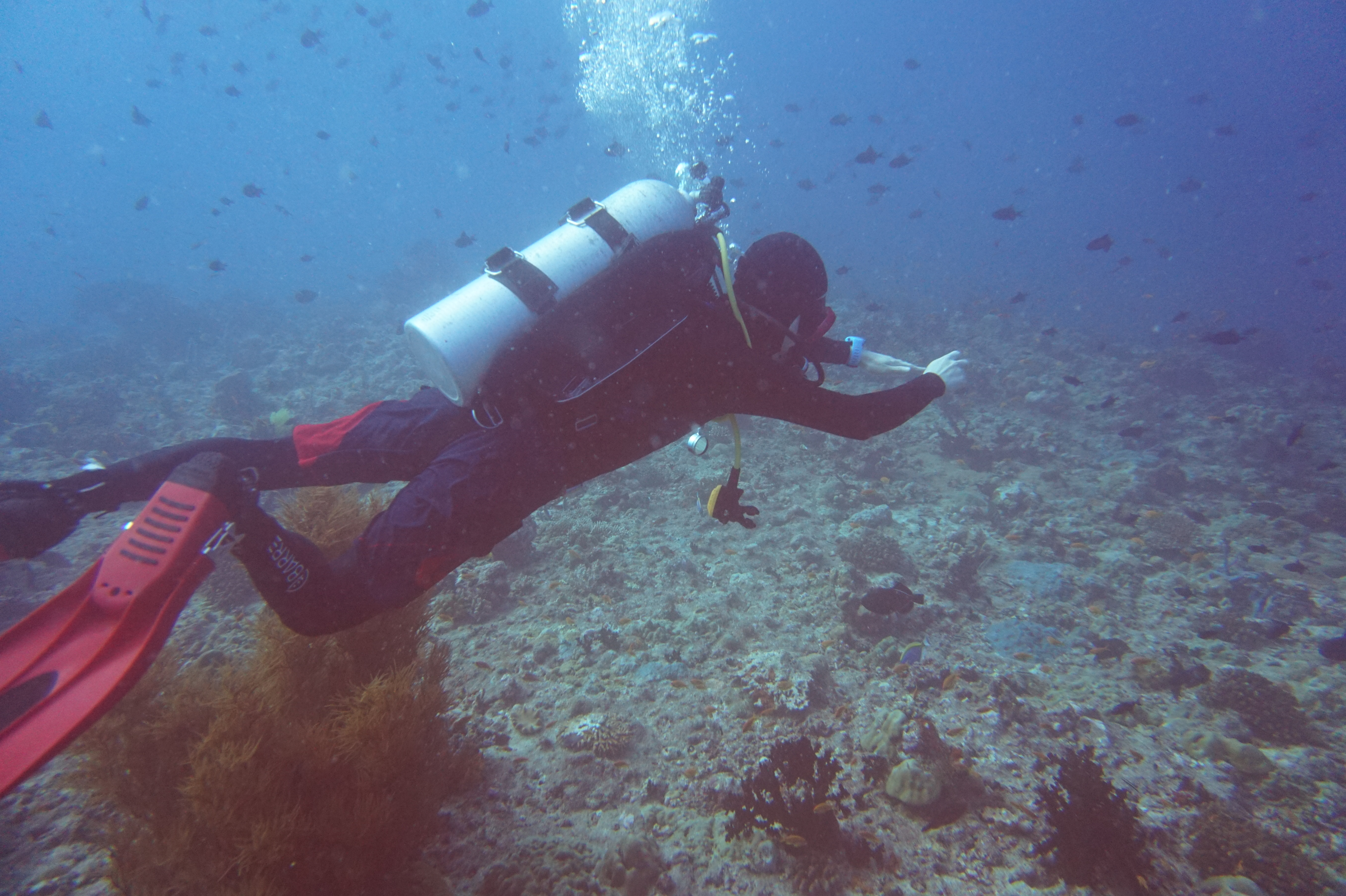 스쿠버다이빙 BCD 관리법