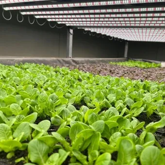 로메인 재배 재식 거리 통풍 확보 병해 줄이기_5