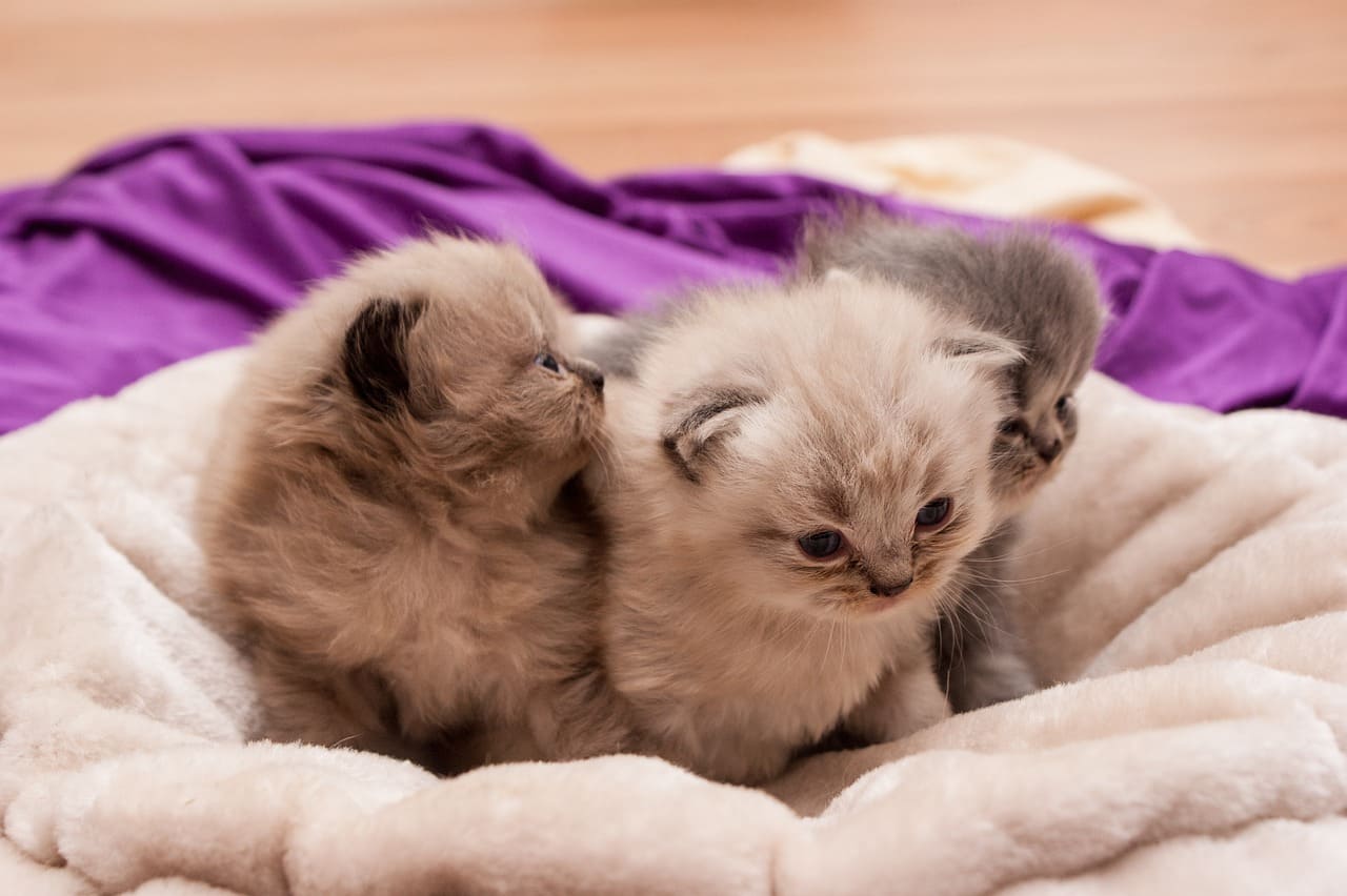 고양이 고환염 주요 증상