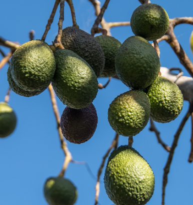 아보카도 나무의 성장2