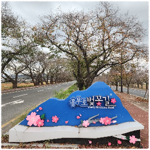 흥무로 벚꽃길
