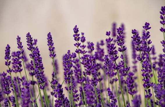 2025 무릉별유천지 라벤더 축제