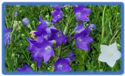 기관지에 좋은 도라지