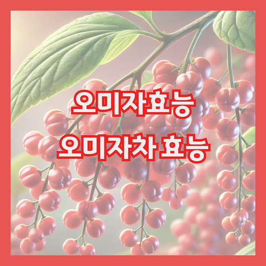 오미자효능-오미자차효능