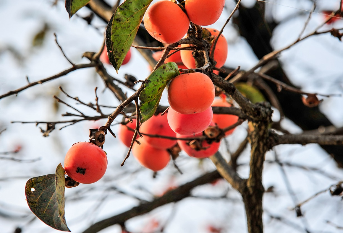추석 자동차 무상 점검 일정 알아보기