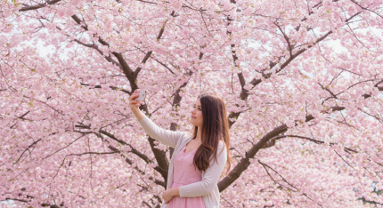 대청호 벚꽃축제