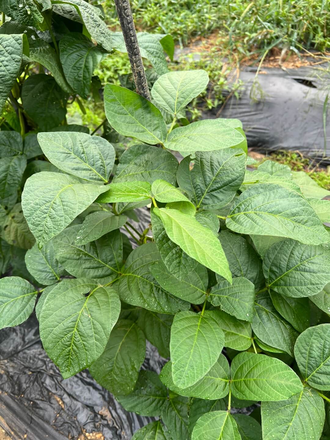 파종 9주된 서리태