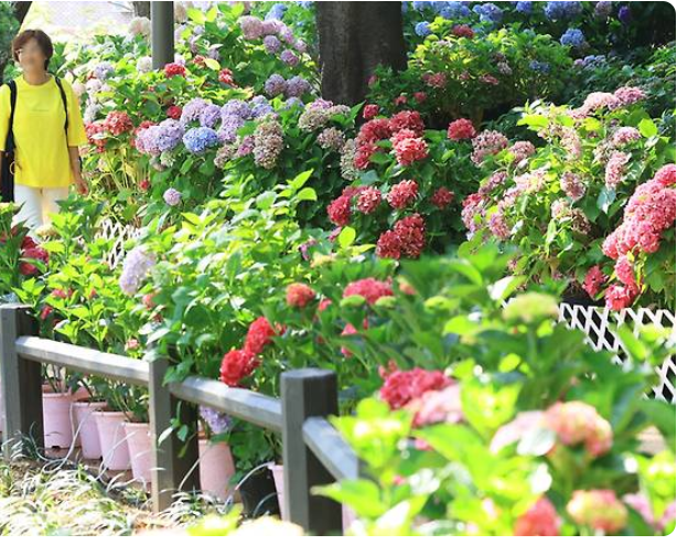 서울 수국명소 _ 초안산 수국동산