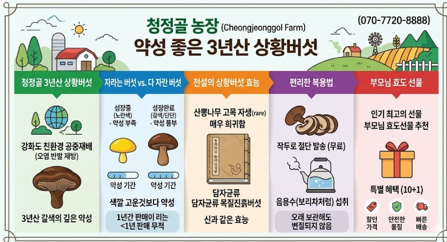 강화도-상황버섯-고범수