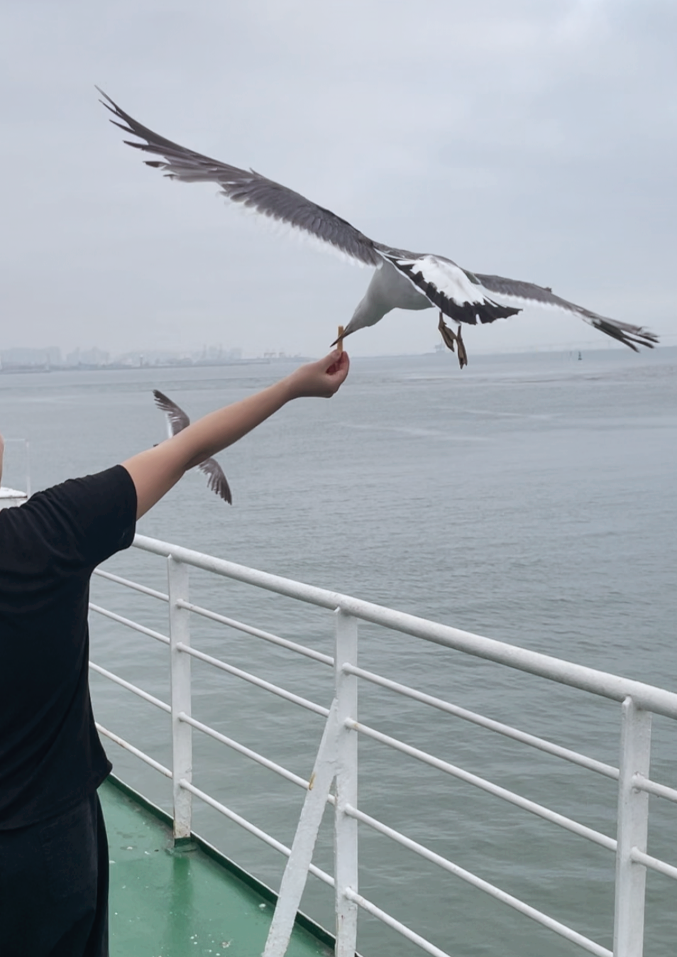 내가 새우과자를 갈매기에게 주는 장면