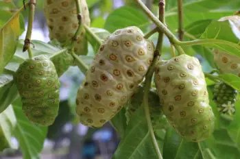 노니 효능 및 영양성분, 부작용과 주의점