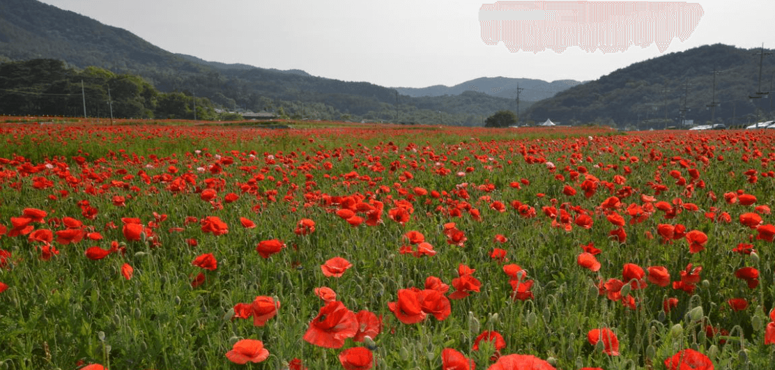 하동북천 양귀비축제