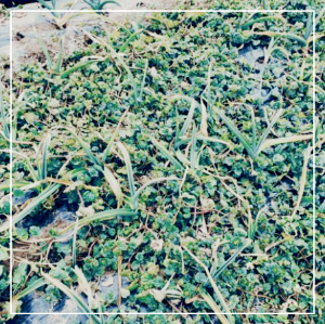 잡초랑 자라는 잎마늘