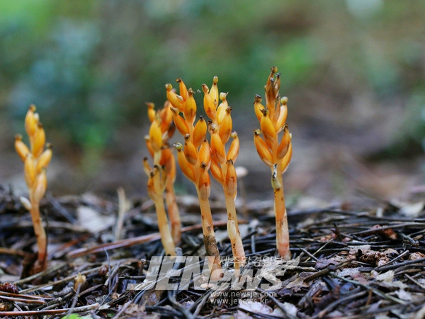 숲속에서 자란 여러 천마가 밀집한 모습의 이미지