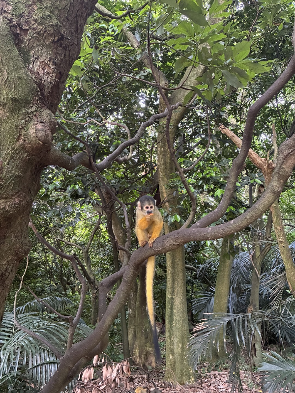 야이마무라(やいま村) 방문 후기 🏝️