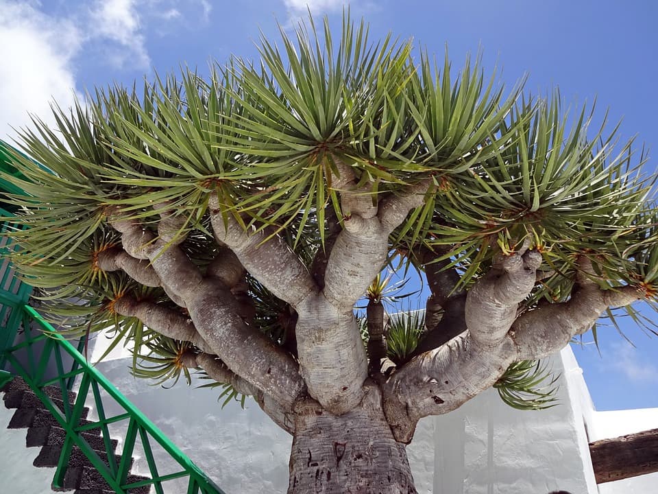 용혈수(Dragon Blood Tree): 신비로운 붉은 수액의 전설