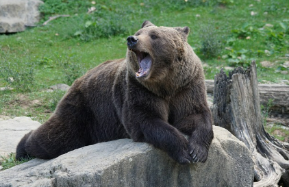 곰꿈 상황별 해몽