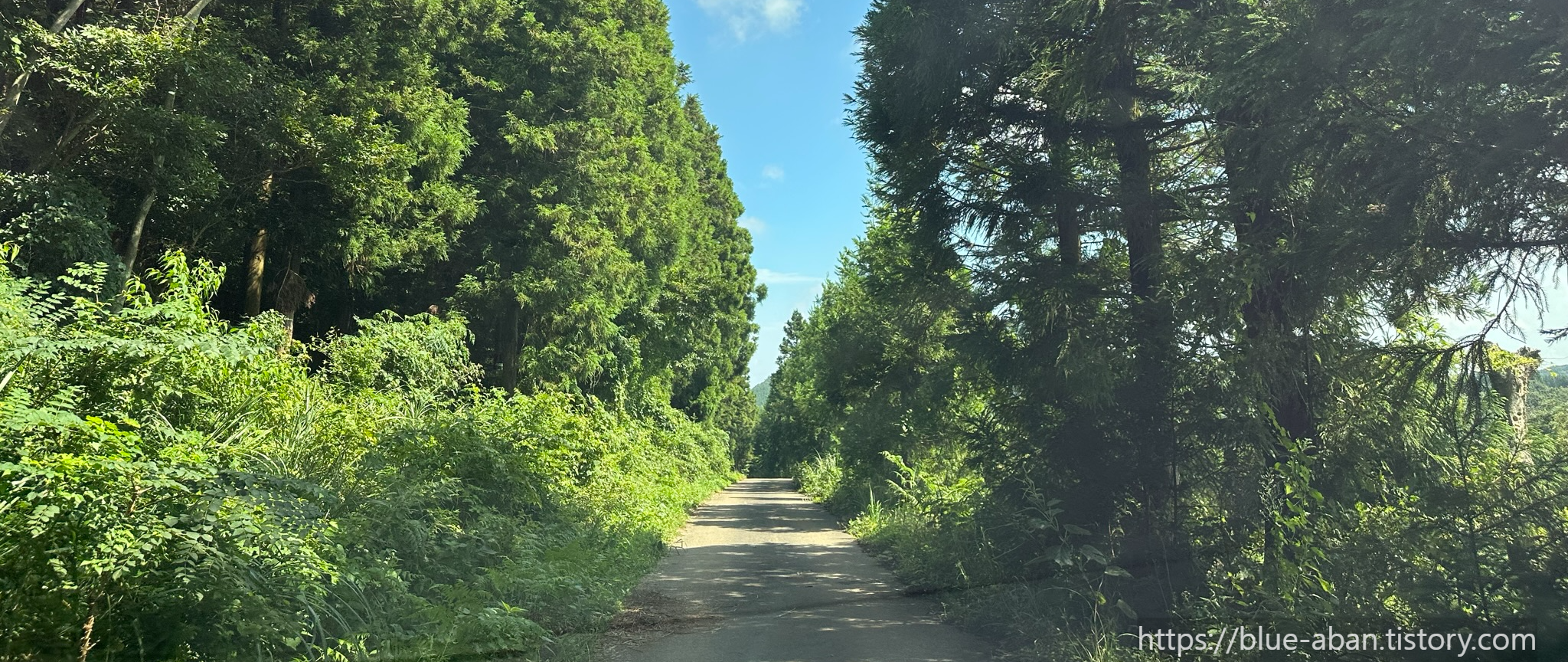 우진제비 오름 가는길