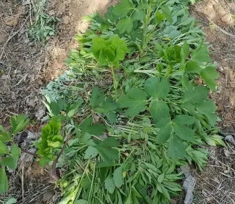 방풍나물 재배 모종 심기 바람막이 설치 생육 관리_8