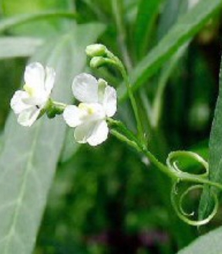 가을에 피는 꽃 풍선덩굴